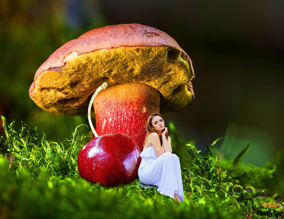 fall, nature, fruit, food, flora, outdoors, season, grass, beautiful HD wallpaper