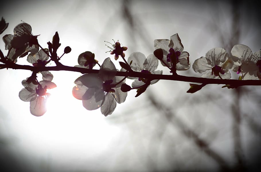 flowers, spring, spring flowers, nature, green, plant, natural HD wallpaper