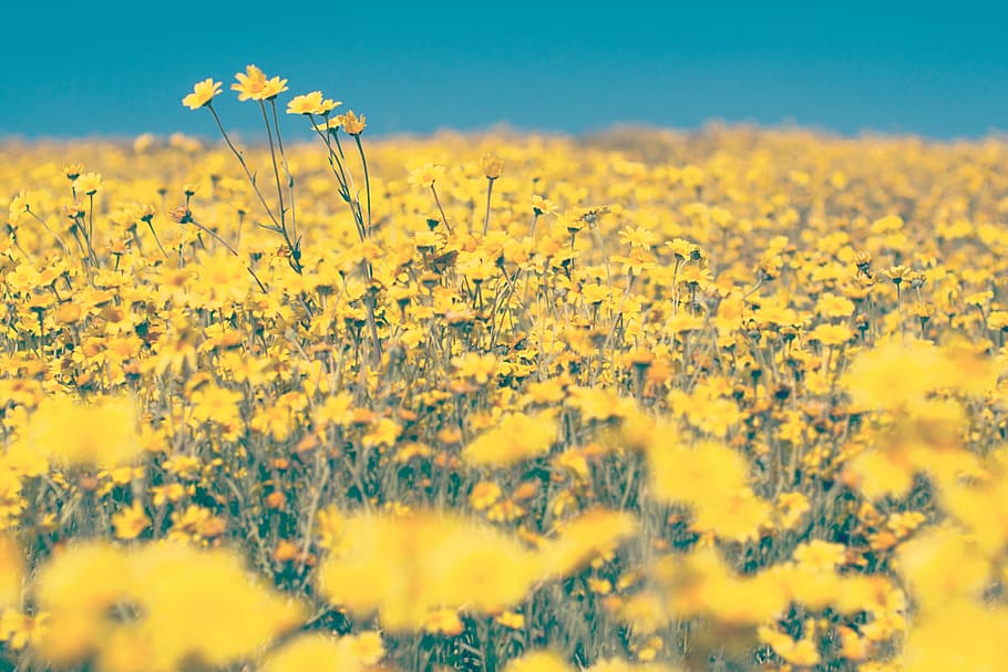 landscape photography of yellow flowers, farm, yard, field HD wallpaper