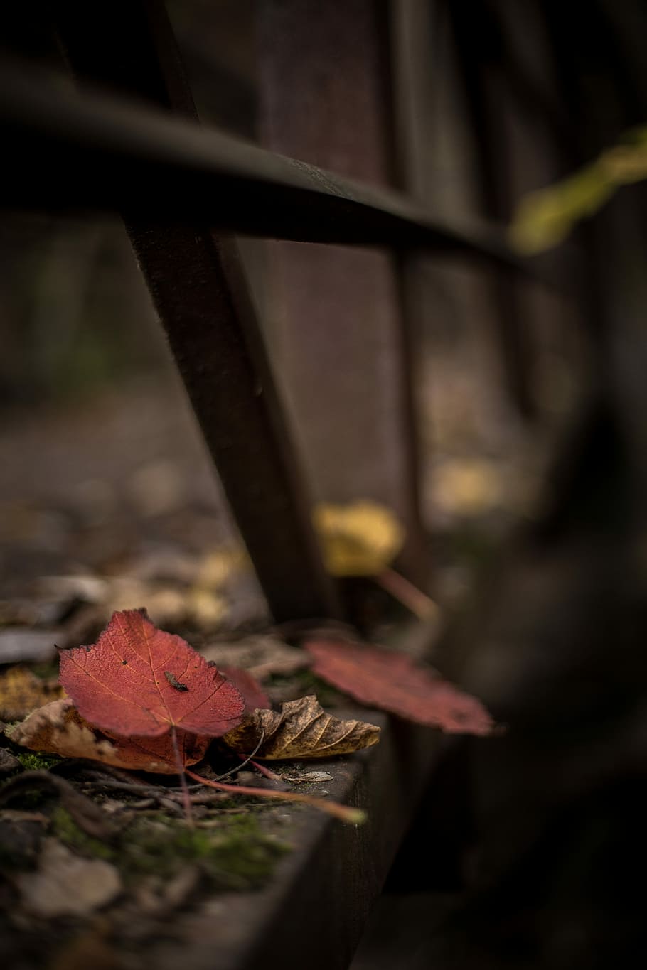 selective focus photography of brown leaf near gray metal rails, shallow focus photography of foliage HD wallpaper