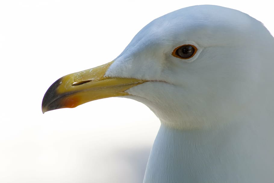seagull, beak, bird, face, white, eye, nature, yellow, flight HD wallpaper