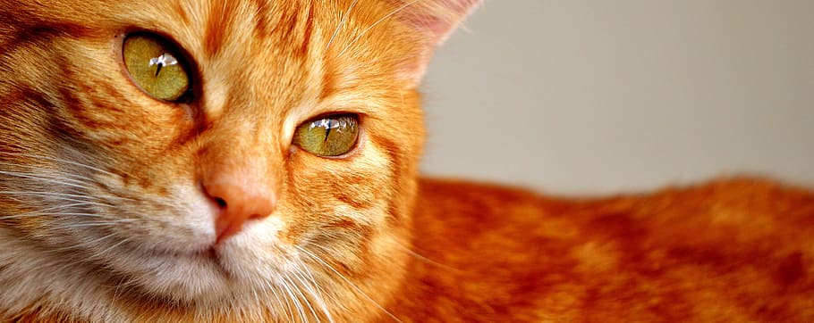 shallow focus photography orange cat, orange tabby, tabby cat HD wallpaper