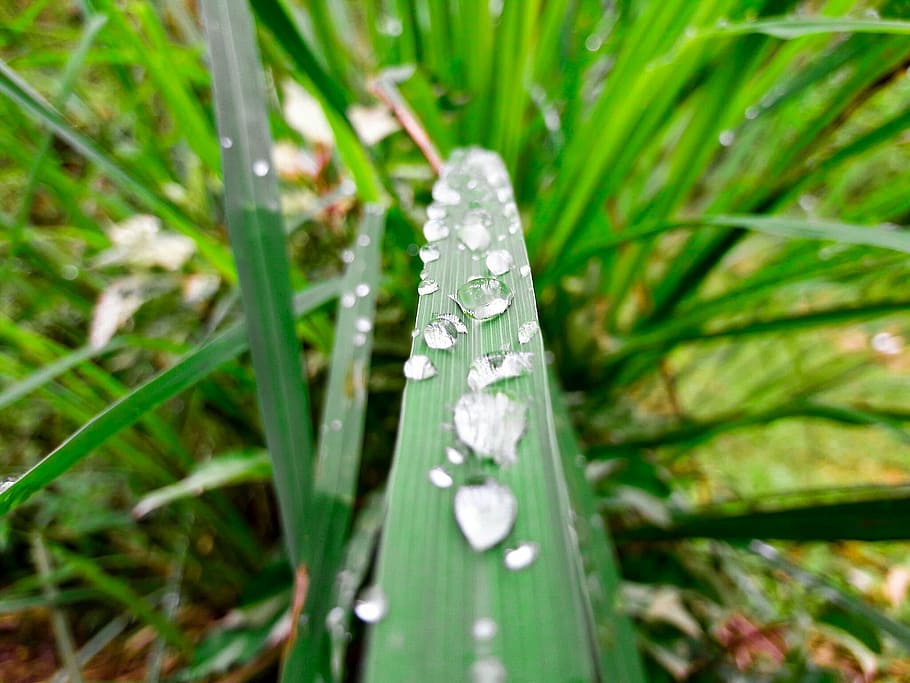 close-up, dawn, dew, environment, garden, grass, green, lawn HD wallpaper