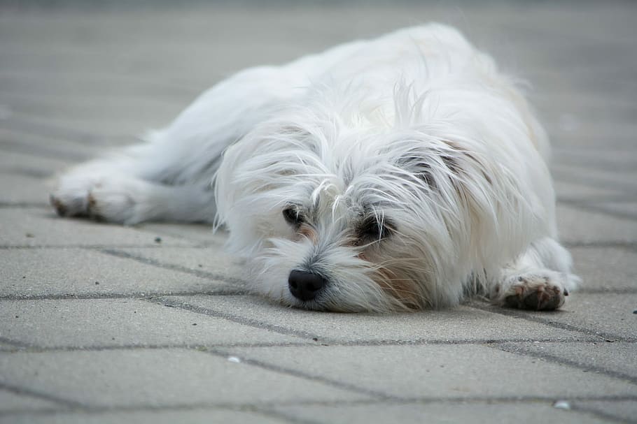 Maltese puppy lying on ground during daytime, Dog, White, Small