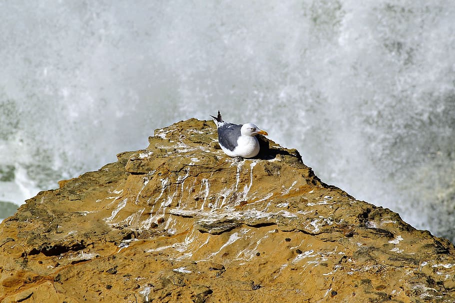 Seagull, Bird, Rock, Braking, Wave, braking wave, animal, nature HD wallpaper