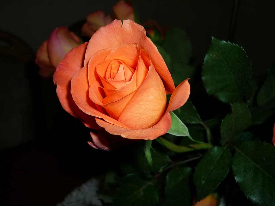 rose, orange, flower, blossom, bloom, rose bloom, fragrance HD wallpaper