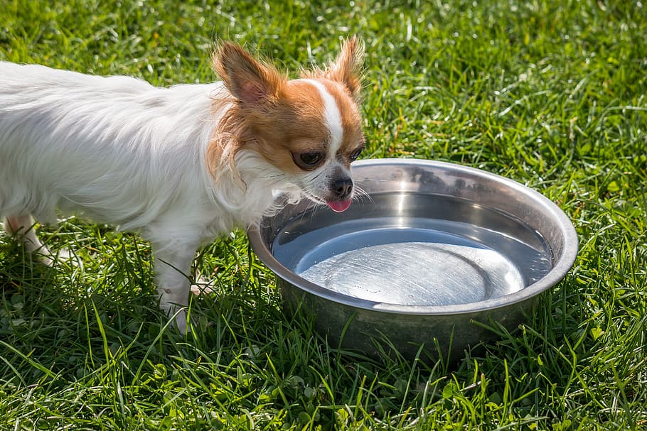 Chihuahua store in water