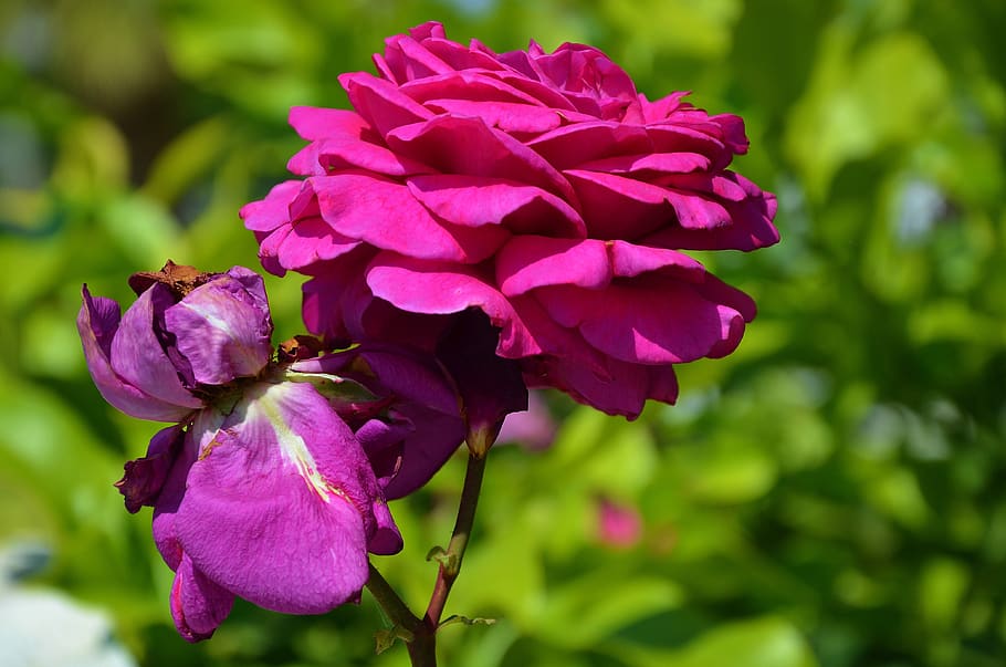 rose, flower, spring, summer, floral, leaf, nature, green, blossom HD wallpaper