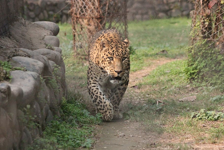 leopard near gray stone, animal, wildlife, nature, safari, africa, HD wallpaper