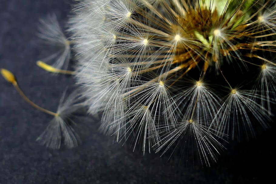 dandelion, nature, fluffy, plant, growth, summer, light, seeds HD wallpaper