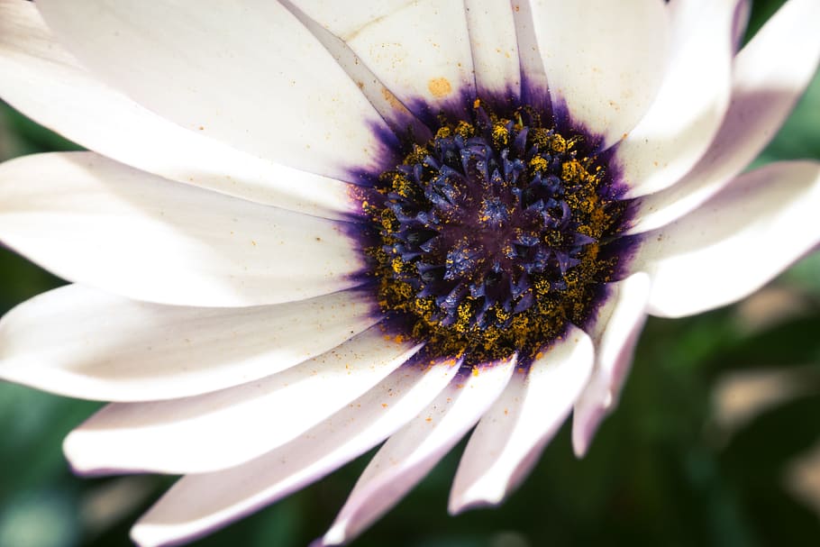 macro, osteospermum ecklonis, cape basket, bornholm marguerite, HD wallpaper