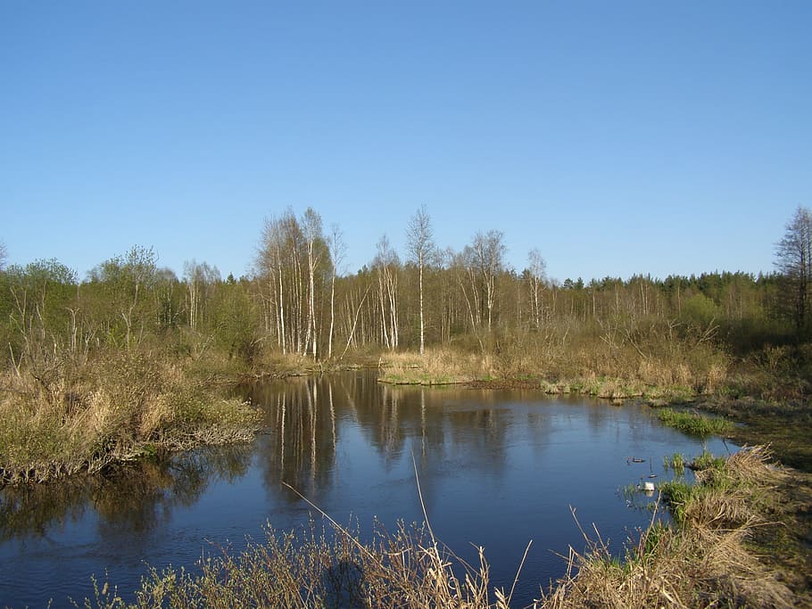 River, Pond, Trees, Forest, Spring, natural, nature, environment HD wallpaper