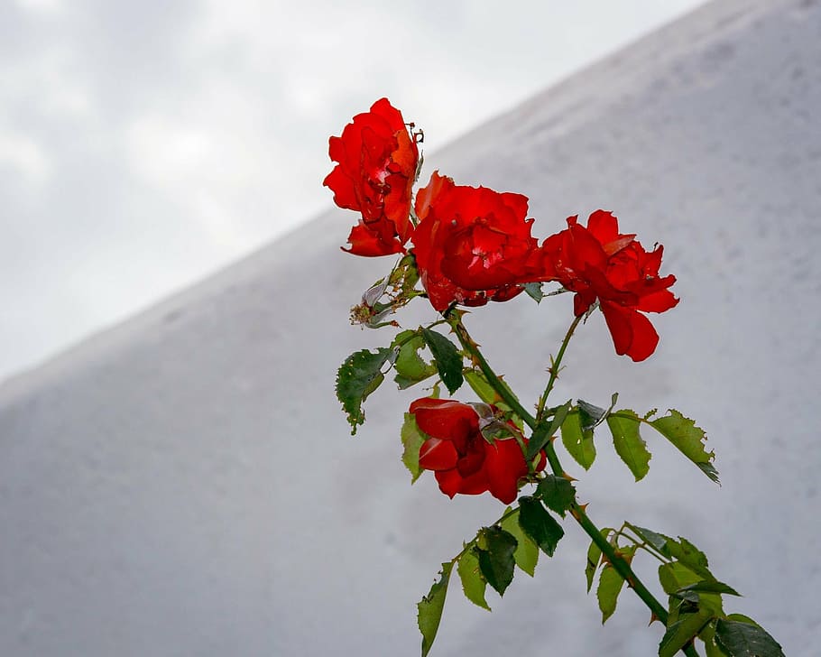rose, spain, cemetery, red, plant, beauty in nature, flower HD wallpaper