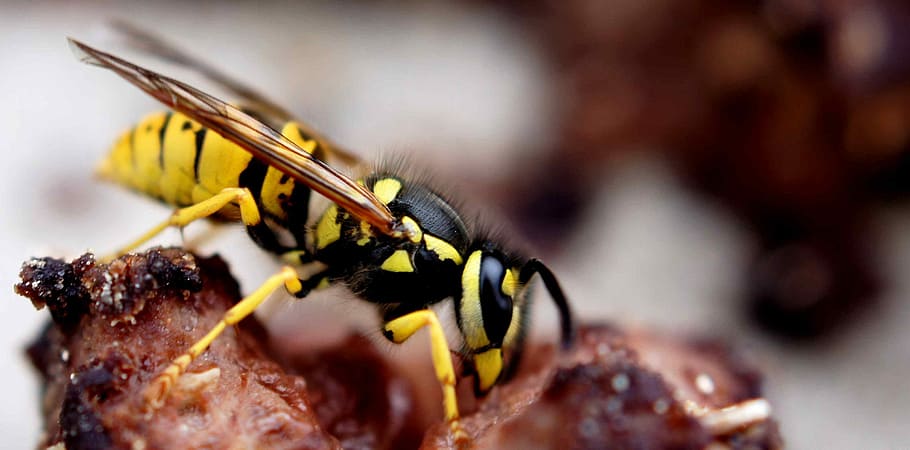 Wasp, Yellow, Eat, sting, close-up, indoors, animal themes HD wallpaper