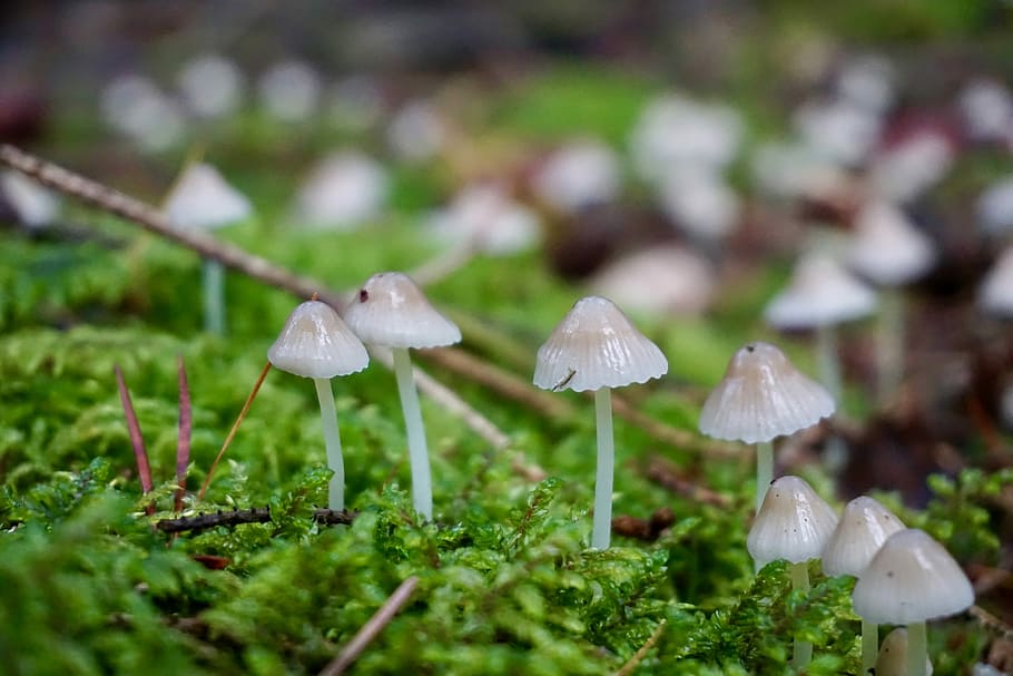 Mushroom, Moss, hamid, nature, fungus, plant, close-up, macro HD wallpaper