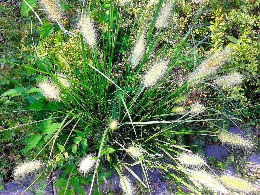 flowers, sun, summer, plant, growth, green color, nature, no people HD wallpaper