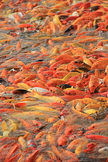 koi, fish, koi fish, pond, water, carp, japanese, fortune, luck HD wallpaper