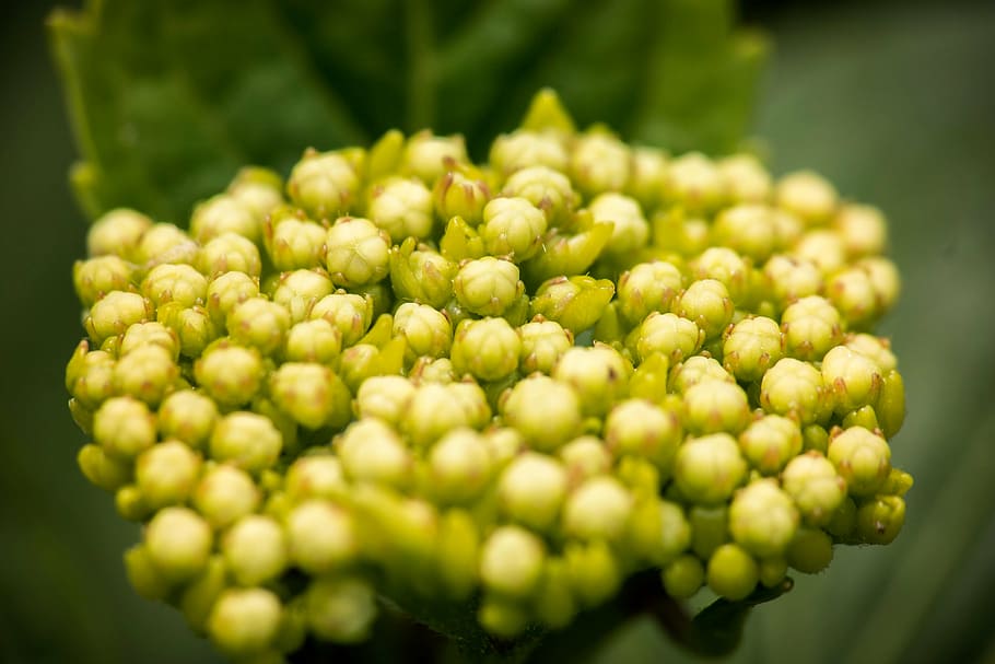 hydrangea, young, blossom, bloom, frisch, green, macro, leaves HD wallpaper