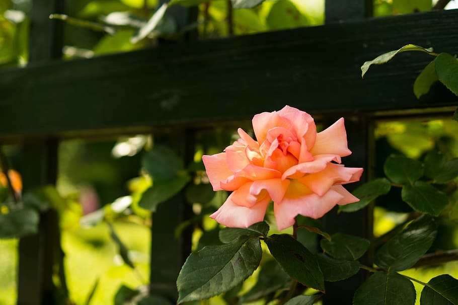 orange rose flower near black fence, pink, nature, beauty in nature HD wallpaper