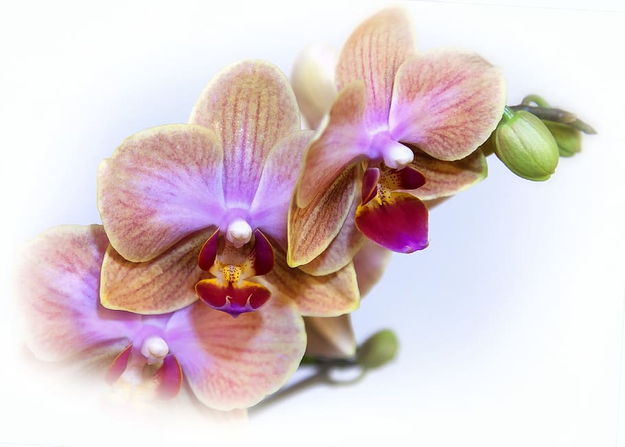 beige-and-purple petaled flower with white background, Phalaenopsis