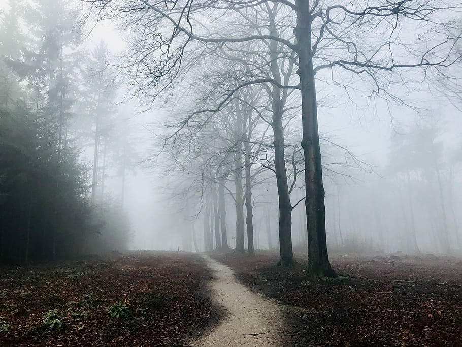 photography of bare trees with fogs, bare trees with foggy weather HD wallpaper