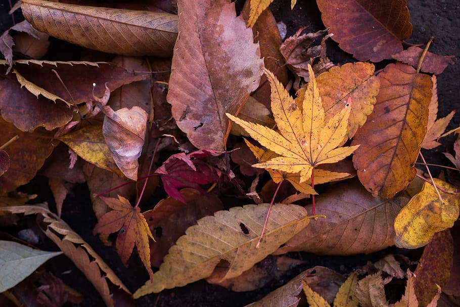 dried leaves lot, bright, change, color, dry, environment, fall HD wallpaper