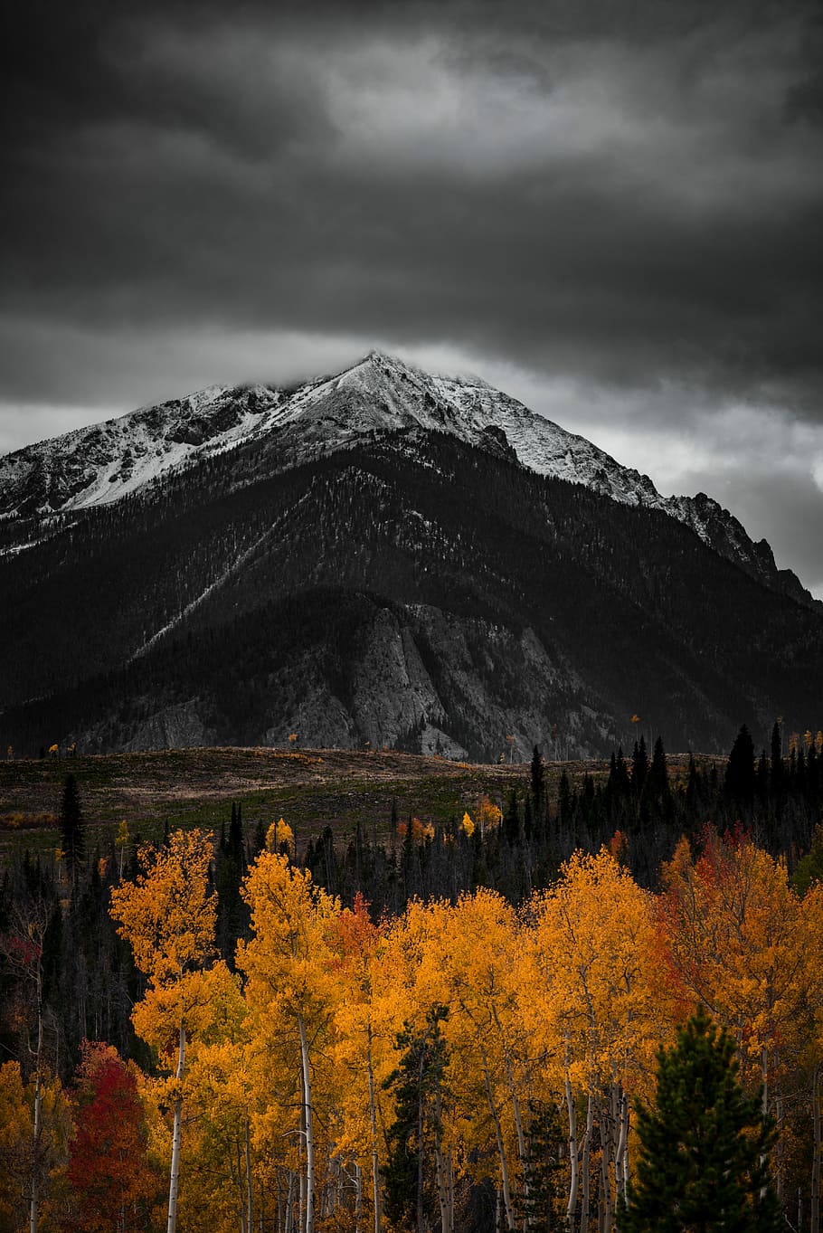 orange trees selective color photo, landscape photography of black and grey mountain, HD wallpaper