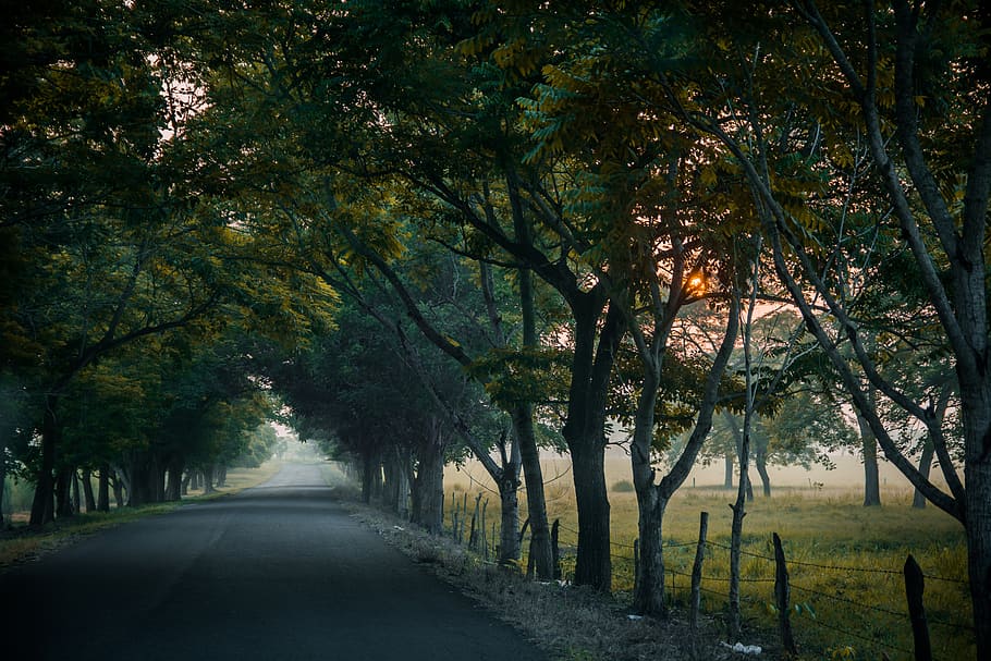 path, trees, grass, plant, the way forward, direction, road HD wallpaper