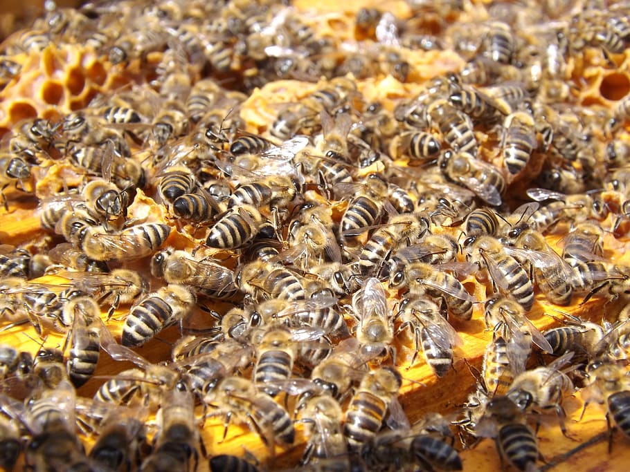 honeybees closeup photo, beehive, beekeeping, busy, colony HD wallpaper