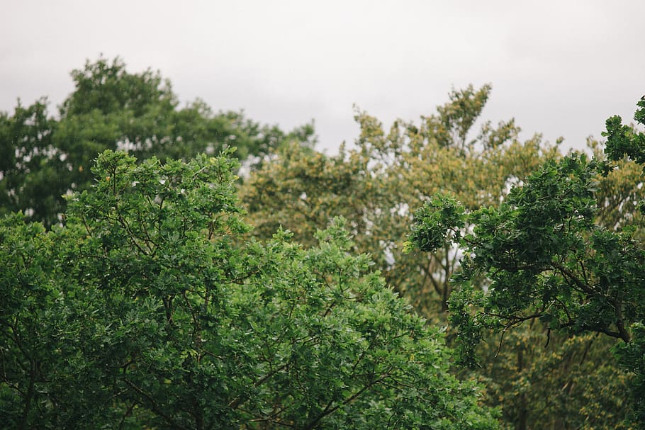 Tree tops on a rainy day, nature, forest, outdoors, green Color HD wallpaper