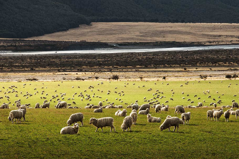 herd of sheep on grass field, herd of sheep in plain, animal