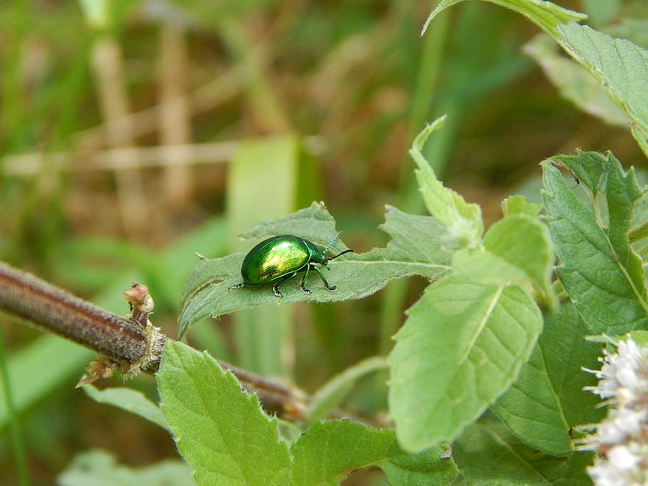 forest, beetle, green, animal themes, animal wildlife, animals in the wild HD wallpaper
