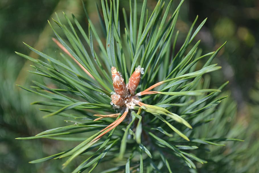 Pine Tree, green bush, forest, christmas, plant, green color HD wallpaper