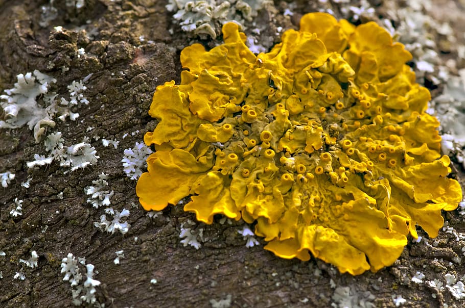 macro, mushroom, tree, yellow, nature, no people, close-up HD wallpaper