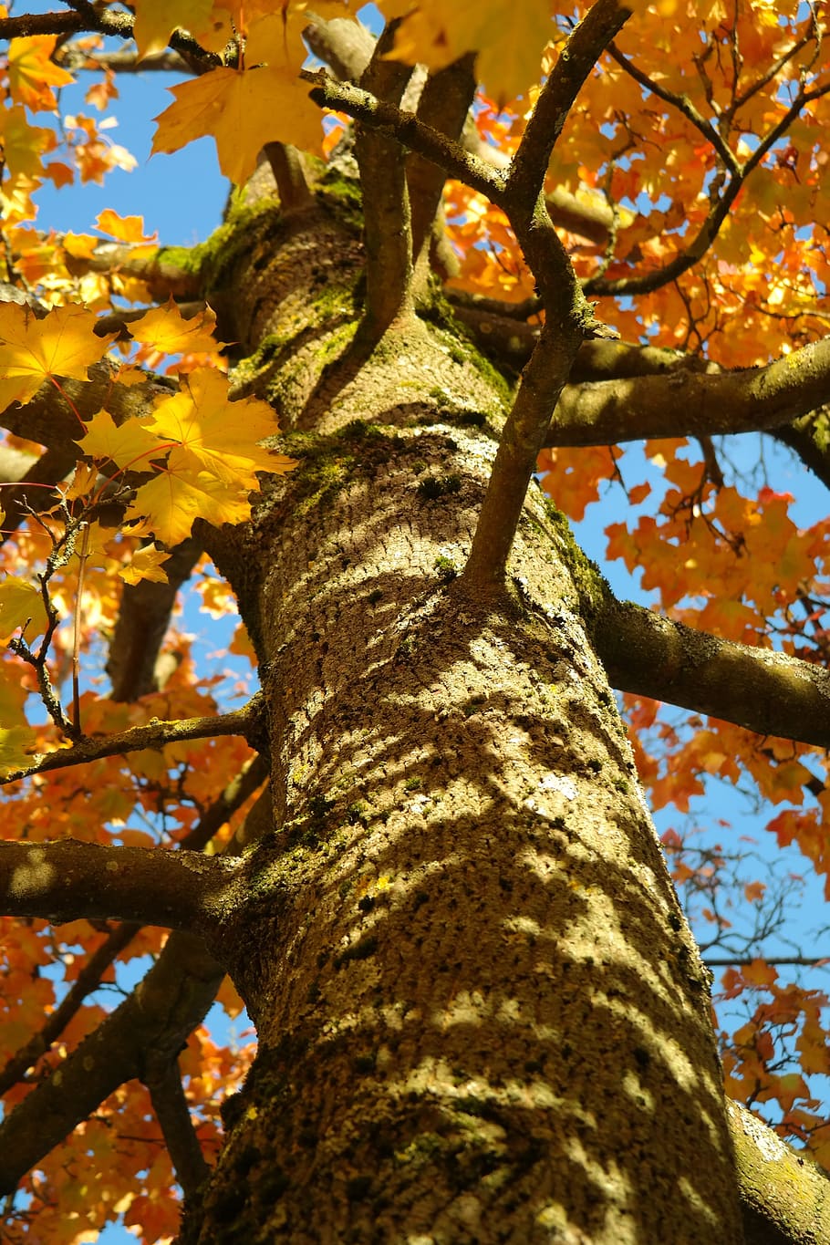 Tree, Log, Maple, Acer Platanoides, yellow, orange, red, aesthetic