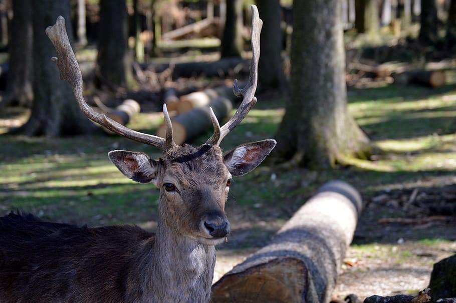 hirsch, wild, forest, antler, animal world, wildlife park, deer HD wallpaper