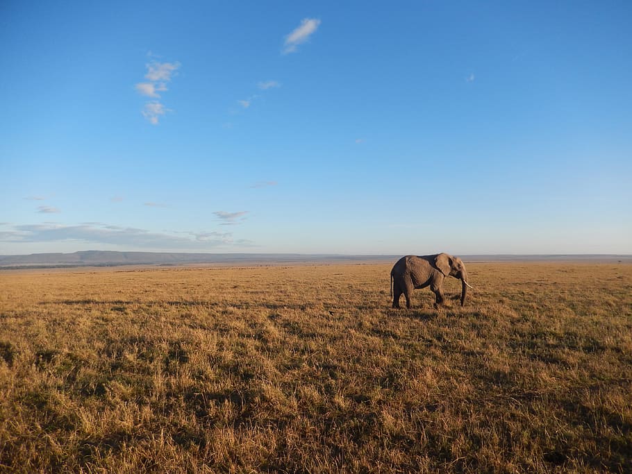 grey African Elephant walking on grass plains under blue skies, HD wallpaper