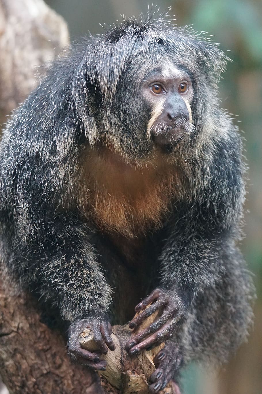Monkey, Observing, Zoo, animal wildlife, animals in the wild HD wallpaper