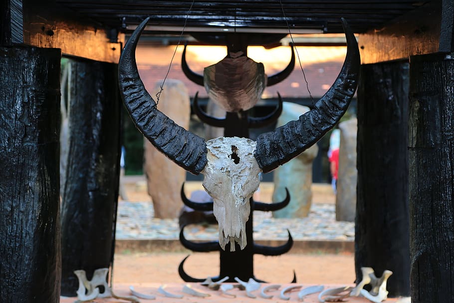 Skull, Buffalo, Hunt, day, outdoors, no people, close-up, metal HD wallpaper