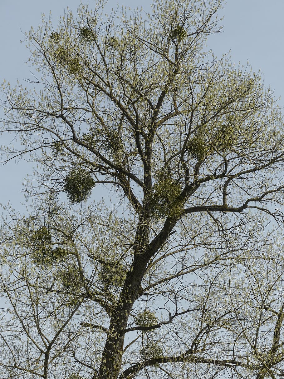 tree, mistletoe, growths, branches, attachments, growing, nature HD wallpaper