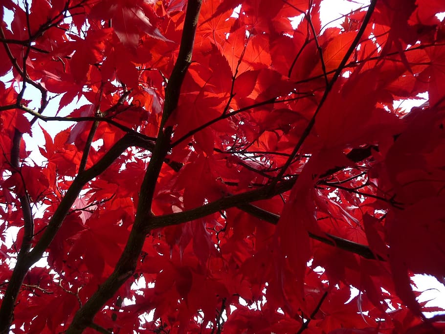 red, maple, leaves, autumn, foliage, branch, season, tree, plant HD wallpaper
