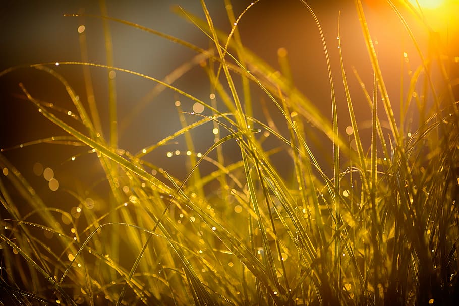 shallow focus photography of green grass, green grass with water droplets HD wallpaper