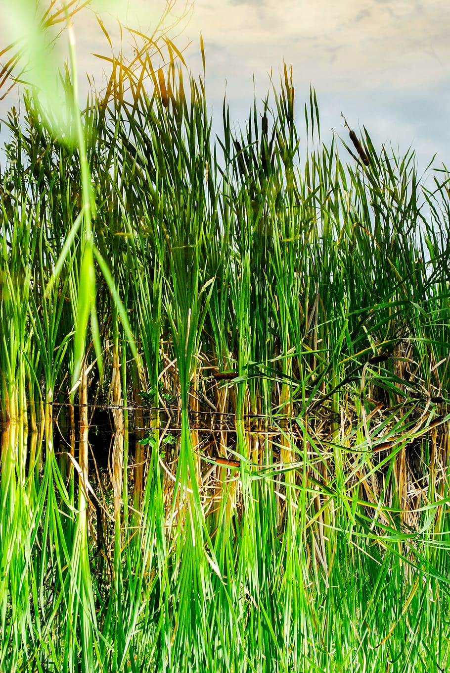 lake, reflection, batons, vegetation, growth, plant, field HD wallpaper