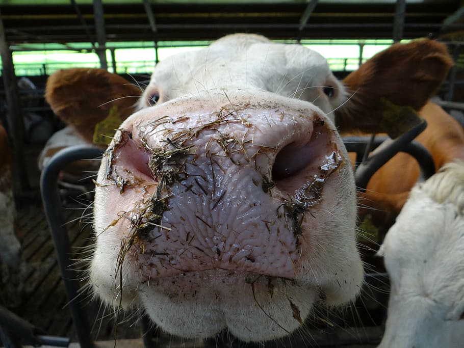 cow, cowshed, stall, farm, barn, eat, hay, animal, animal themes HD wallpaper