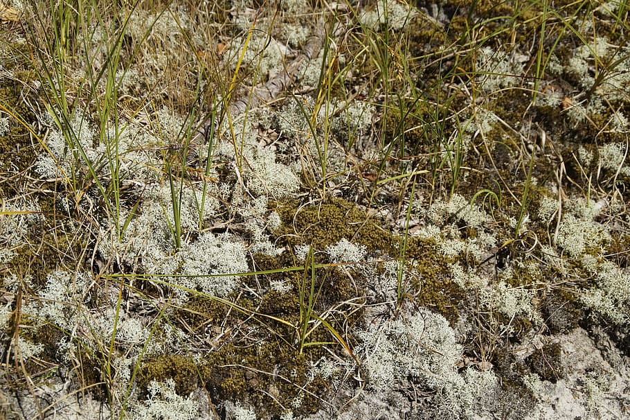 dune, fouling, weave, sandy, dune vegetation, landscape, grasses HD wallpaper