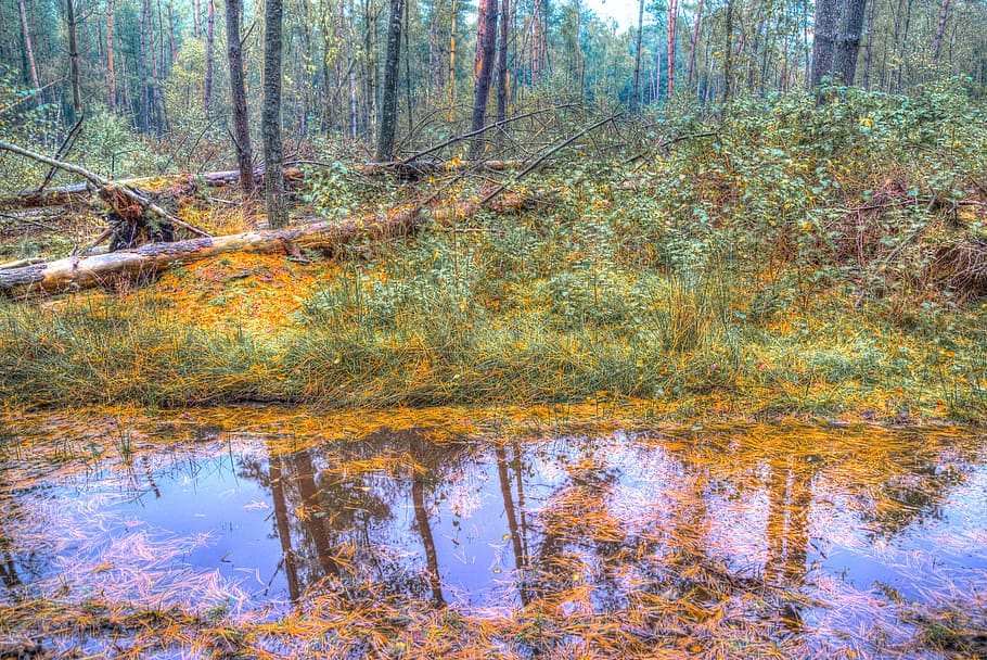 pool, water, forest, mud, wet, outdoor, woods, autumn, puddle HD wallpaper