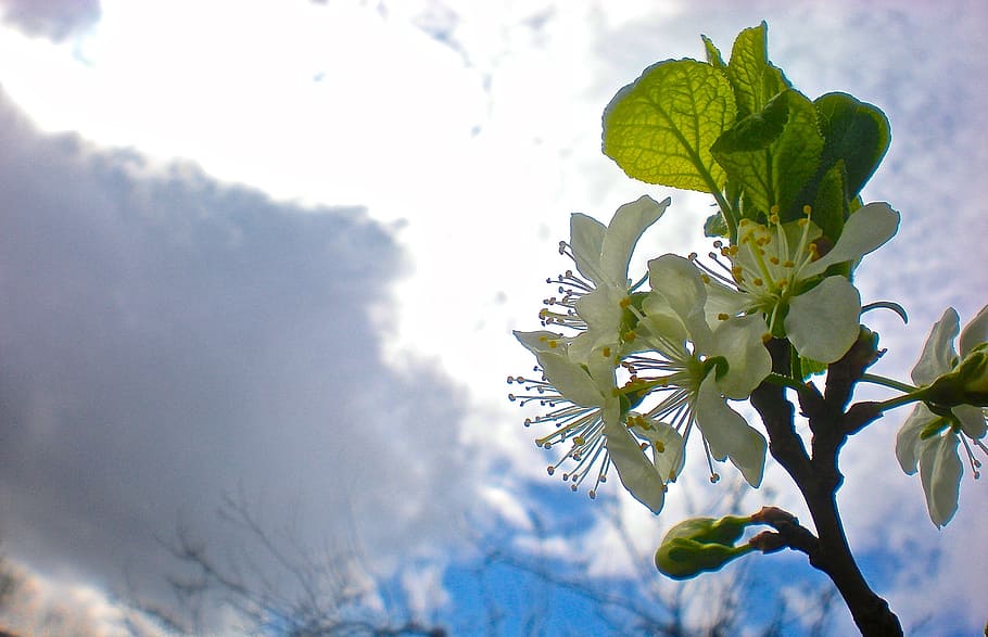 white, flower, cherry, enlightenment, plant, beauty in nature HD wallpaper