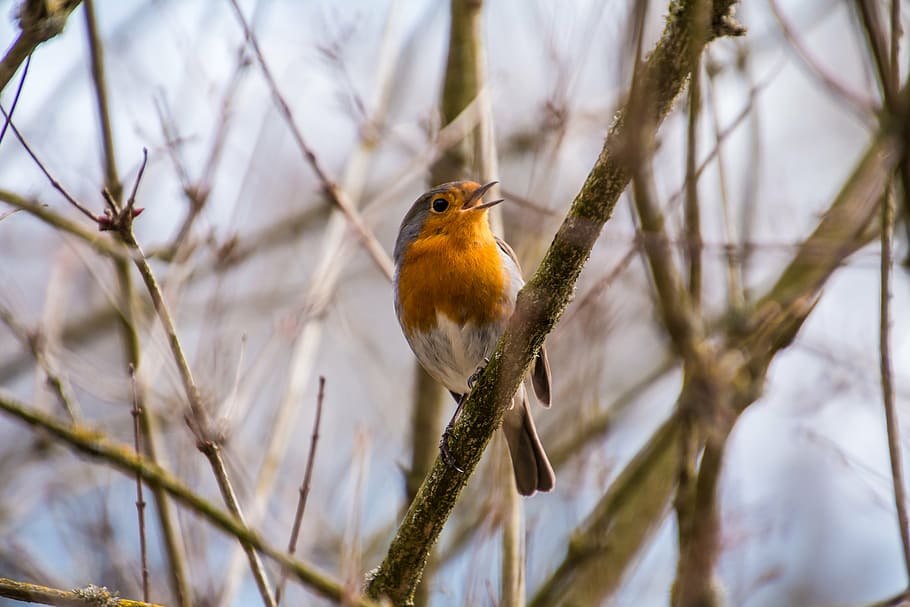 yellow belly short-beaked bird perching on tree branch, robin