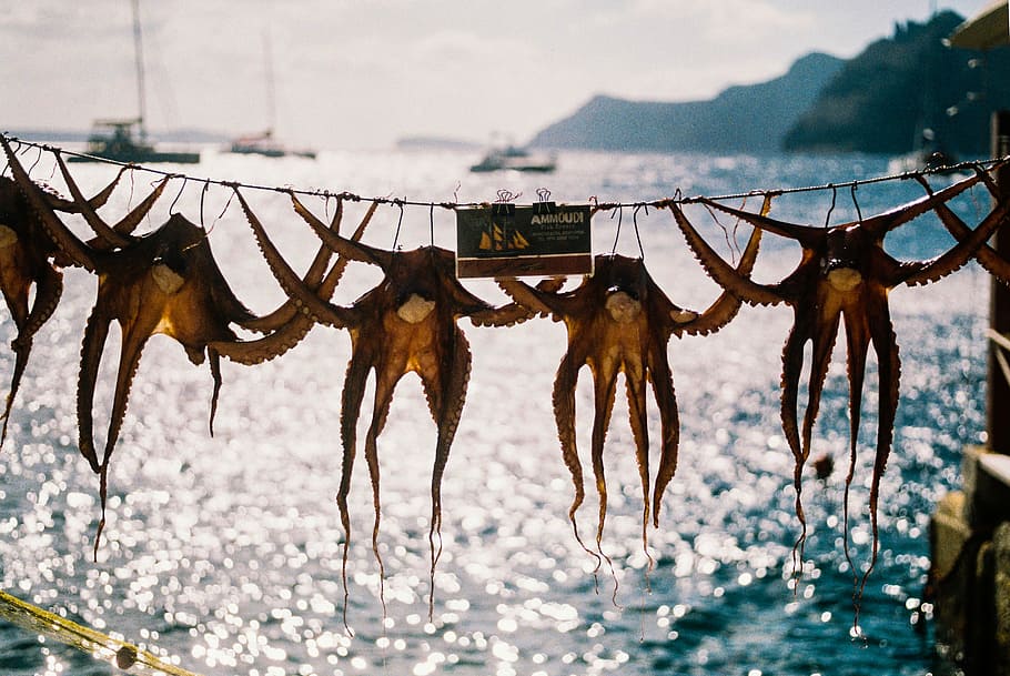 brown octopus near body of water during daytime, five brown hanged octopus near water during daytime HD wallpaper