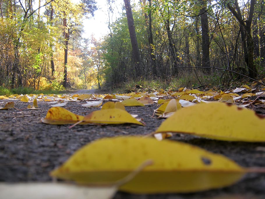 gone with the wind, road, forest floor, leaves, autumn, bright, HD wallpaper